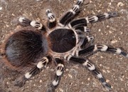 Acanthoscurria Geniculata L8 samiec ptasznik pająk 