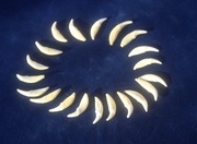 Kły z lisa KĘSY 24 sztuki LIS lisie kły kolczyki