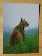 Kartka pocztowa Ryś Dziki kot Tatry 218 pocztówka
