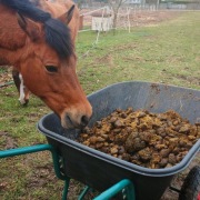Obornik koński bez słomy 80l