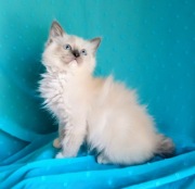 Kocięta Ragdoll z 5 pokoleniowym rodowodem i wyprawką 