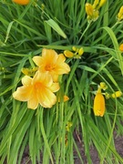 Liliowiec niski Stella de oro 