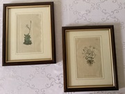 Antyczne Ryciny Botaniczne Miedzioryty 1797 & 1811 William Curtis Oryginał