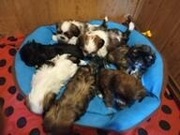 SHIH TZU już do odbioru