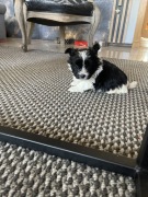 Yorkshire Terrier Biewer