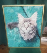 Obraz haft diamentowy Maine coon kot 