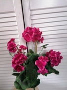 Bukiet Pelargonia 