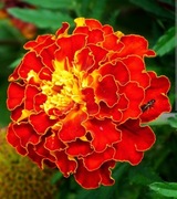 Aksamitki sadzonki 12 szt