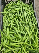 Fasola szparagowa zielone straki bardzo plenna.