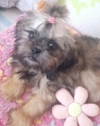 Hipcio cudowny, srebrzysty chlopczyk shih tzu czeka na dom 