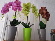 Piękne storczyki sztuczne jak żywe 