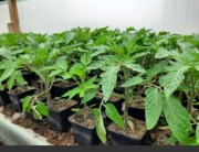 Sadzonki pomidor ogórek arbuz 