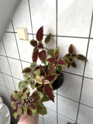 Koleus blumego wysokość ok. 50 cm rośliny doniczkowe / balkonowe