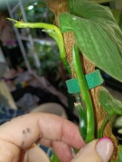 philodendron peru-cięty