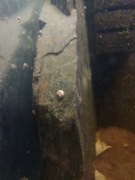 Ślimaki akwariowe - zatoczki