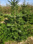 choinka jodła .świerk sosna  polska plantacja 