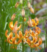 Lilia złotogłów 'Sunny Morning' Lilium martagon