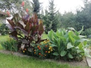 CANNA KANNA PACIORECZNIK 