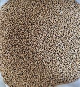 PSZENICA ZIARNO 25kg zbiór 2024r , karma dla gołębi , kur