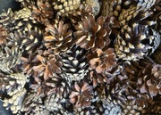 Szyszki dekoracyjne - karton 9 kg