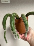 Cleistocactus colademononis kocie ogony 