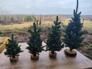 Choinka choinki 50cm