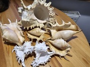 Muszle morskie prawdziwe