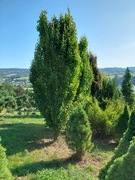 Buk pospolity Dawyck Gold 600 cm+