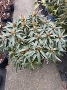 Rododendron Graziella piękne liście