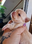 Suczka Chihuahua. Długowłosa biszkoptowa. Kenia