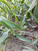 Juka ogrodowa sadzonki