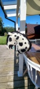 Hobby horse fryz 