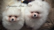 Szpic miniaturowy Pomeranian FCI