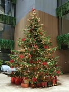 CHOINKA CHOINKI JODŁA KAUKASKA CIĘTA 5 M METR