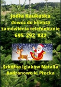 Jodła Kaukaska