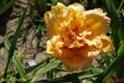 Hemerocallis / Liliowiec: Polish Truffle