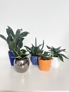 Sansewieria pięć mini roślin kolekcjonerskich