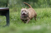 American Bully pocket suczka 