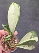 Hoya AH-074 - sadzonka ukorzeniona