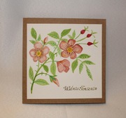 Kartka na urodziny / imieniny dzika różowa róża brązowa eko MALOWANA