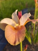 Irys syberyjski 'Drink Your Tea' Iris sibirica