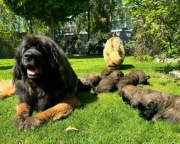 Leonberger szczeniak pies (samiec) z Hodowli FCI ZKWP po Championach Polski