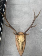 Poroża sprzedają całość 