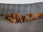 Cocker spaniel angielski