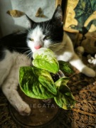 Scindapsus Mangurai variegata sadzonka scyndapsus Indonezja 