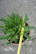 Babka lancetowata – Plantago lanceolata- sadzonka