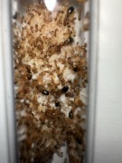 Monomorium pharaonis - mrówki faraona - dwie królowe i 50/80 robotnic