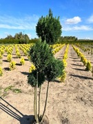 JAŁOWIEC FORMOWANY bonsai DUŻY WYBÓR bonsaj 