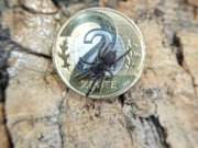 Tapinauchenius plumipes L2 ptasznik