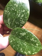 Hoya Parasitica Lao hoja